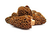 morel mushrooms