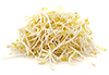 fresh bean sprouts