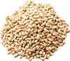 barley