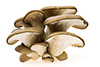 oyster mushrooms