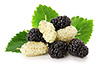 mulberries