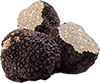 truffle mushroom