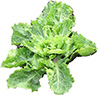 escarole