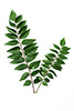 curry leaves