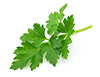 flatleaf parsley