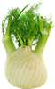 fennel